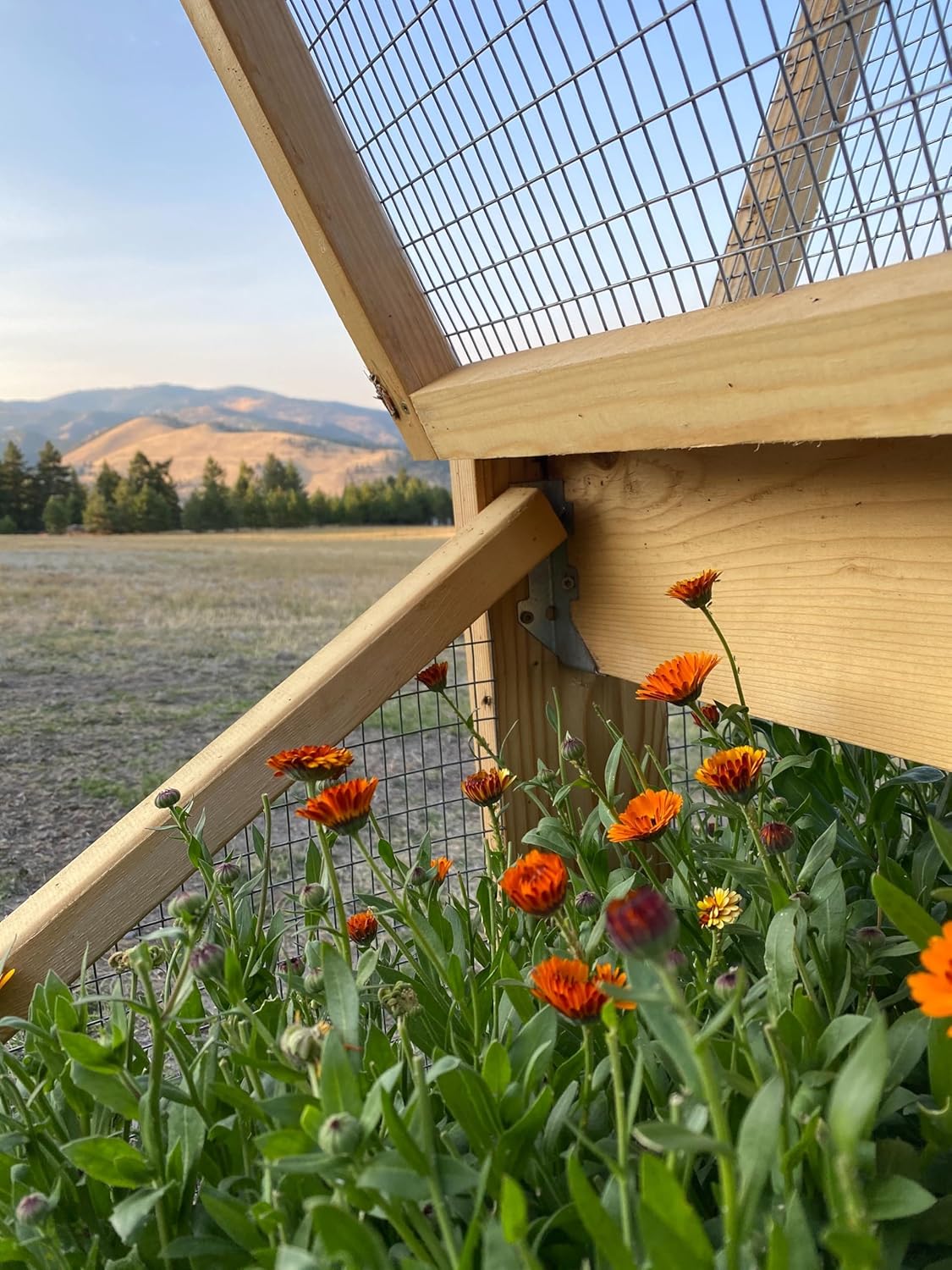 Aromatics International Calendula Hydrosol 100ml | Gentle Aromatic Mist for Daily Use